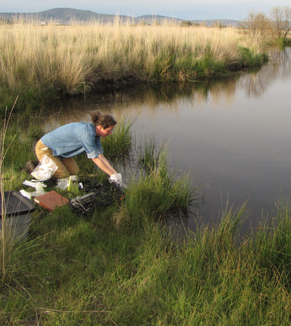 Tara Chestnut samples for amphibian chytrid fungus in a wetland in the Klamath Basin National Wildlife Refuge. (Credit: Charles M. Crisafulli.)