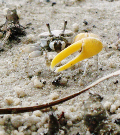 A fiddler crab photographed on an Australian beach. Similar species were assessed as bioindicators in a study in Estuaries and Coasts. (Credit: Denise Chan, via Flickr/CC BY-SA 2.0)