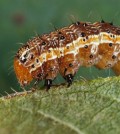 The fall armyworm, Spodoptera frugiperda. (Credit: Canadian Biodiversity Information Facility)