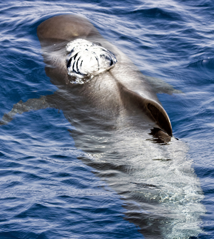 Pilot whale preparing to surface (Credit: Ian Carroll, via Flickr/CC BY 2.0)