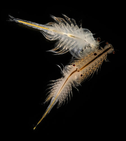 Brine shrimp (Credit: © Hans Hillewaert / CC-BY-SA-3.0)
