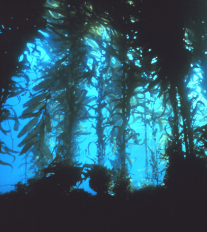 The study tested telemetry in a giant kelp forest of the California coast (Credit: NOAA, via Flickr/CC BY 2.0)