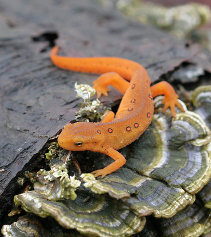 100 percent of Eastern red-spotted newts exposed to the fungus in a laboratory died. (Credit: Michael Righi/CC BY 2.0)