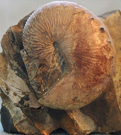Ammonite of the genus "Hoploscaphites." (Credit: BetacommandBot via Wikimedia Commons / CC BY 3.0