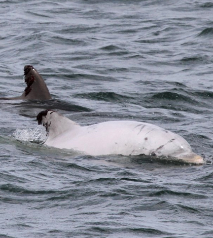 Leucistic bottlenose dolphin. (Credit: Jessica Aschettino/HDR Inc. under NMFS Permit 16239)