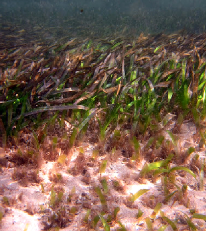 Seagrasses such as this turtle grass could help environmental managers monitor trace metal pollution. (Credit: Laura Govers)