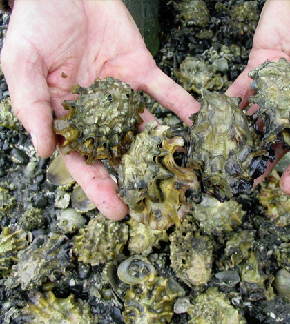 Acidic seawater is corrosive and contains less of the minerals oysters need to build their shells. (Credit: Marc Dewey / Taylor Shellfish)