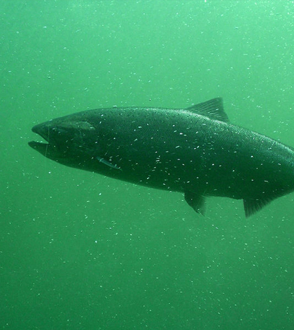 Chinook salmon swimming underwater. (Credit: Riccardo Rossi, via Wikimedia Commons/CC BY 2.0)