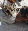 The U.S. Fish and Wildlife captured this young female ocelot and gave it a radio tracking collar before releasing it in the Laguna Atascosa National Wildlife Refuge. (Credit: U.S. FWS)