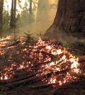 The Rim Fire burned 78,895 acres of park land. (Courtesy Yosemite National Park)