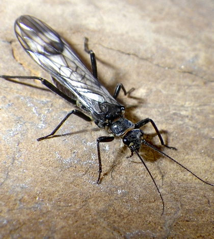 The rare western glacier stonefly is native to Glacier National Park and is seeking habitat at higher elevations due to warming stream temperature and glacier loss due to climate warming. (Credit: Joe Giersch / USGS)