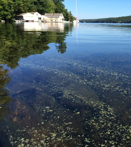 Gloeotrichia bloom in Lake Sunapee, NH. (Credit: Samuel B. Fey)