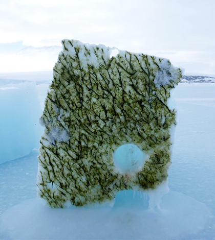 Algae living beneath the ice. (Credit: Lars Chresten Lund-Hansen)
