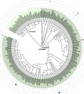 Phylogenetic profile and diversity of plants and algae. (Credit: Hajibabaei et al)