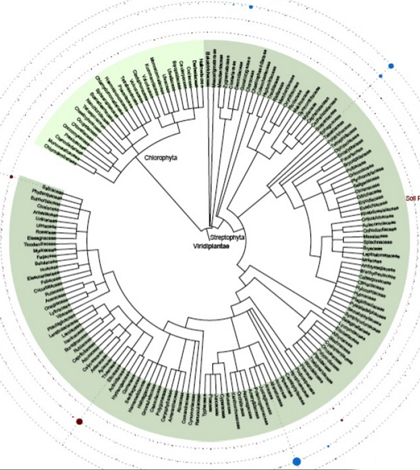 Phylogenetic profile and diversity of plants and algae. (Credit: Hajibabaei et al)