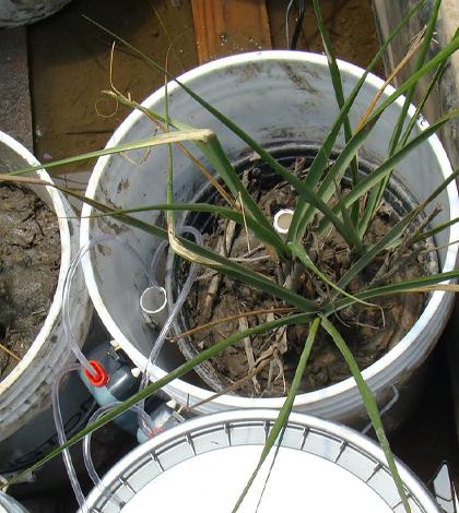 “Microcosm” bucket containing Spartina alterniflora plant. (Credit: Rachel MacTavish)