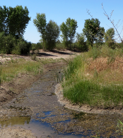 Researchers hope that the dried-up river will see positive hydrological and biological responses to the pulse flow. (Credit: Karl Flessa)
