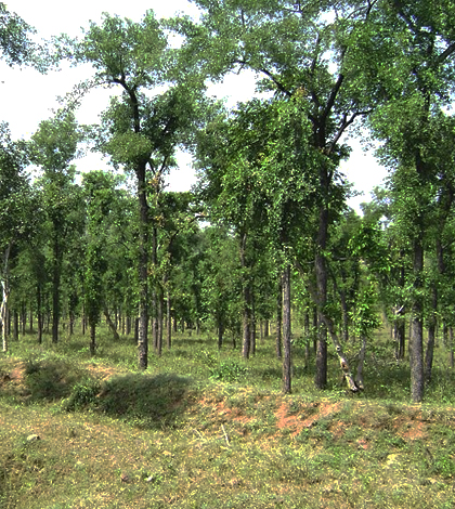Hardwickia forests in Maharashtra, India. (Credit: S.K. Gawali)
