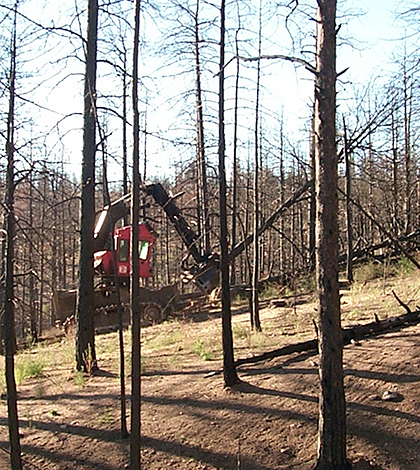 The feller-buncher is used to cut down and bundle useable timber. (Credit: Joe Wagenbrenner)