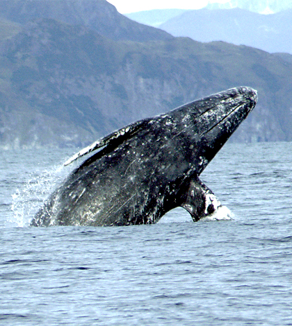 Gray whale breaching. (Credit: NOAA)