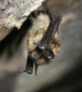 A healthy little brown bat from Aeolus Cave in Vermont. (Credit: U.S. Fish and Wildlife Service)