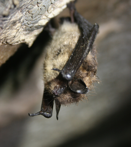 A healthy little brown bat from Aeolus Cave in Vermont. (Credit: U.S. Fish and Wildlife Service)