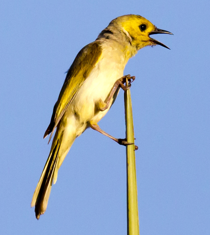 White-plumed honeyeaters had the shortest flight distances in the study. (Credit: Jim Bendon/CC BY-SA 2.0)