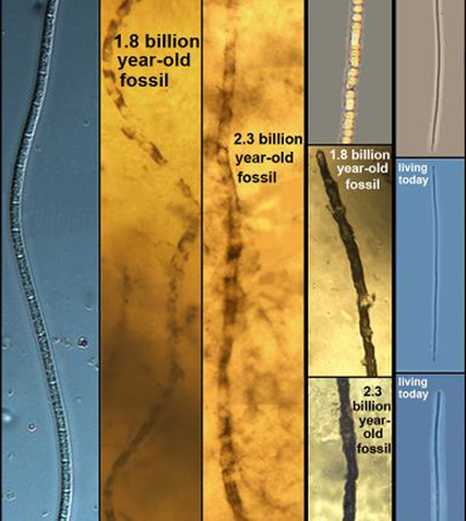 Images of the unevolved bacteria (Credit: UCLA Center for the Study of Evolution and the Origin of Life)