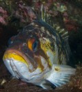 Copper rockfish (Credit: Ratha Grimes/CC BY 2.0)