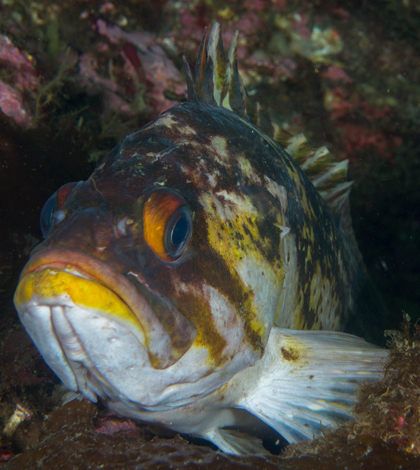 Copper rockfish (Credit: Ratha Grimes/CC BY 2.0)