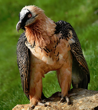 The bearded vulture is considered Near Threatened with a decreasing population. (Credit: Richard Bartz, via Wikimedia Commons/CC BY 2.5)