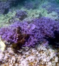 Healthy lavender corals alongside white coral bleached from thermal stress near Lisianski Island. (Credit: National Oceanic and Atmospheric Administration and the Hawaii Institute of Marine Biology)