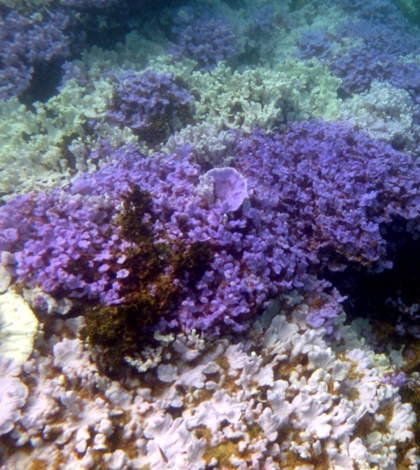 Healthy lavender corals alongside white coral bleached from thermal stress near Lisianski Island. (Credit: National Oceanic and Atmospheric Administration and the Hawaii Institute of Marine Biology)