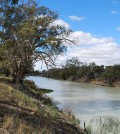 Darling River in New South Wales. (Credit: Mattinbgn, via Wikimedia Commons/CC BY 3.0)