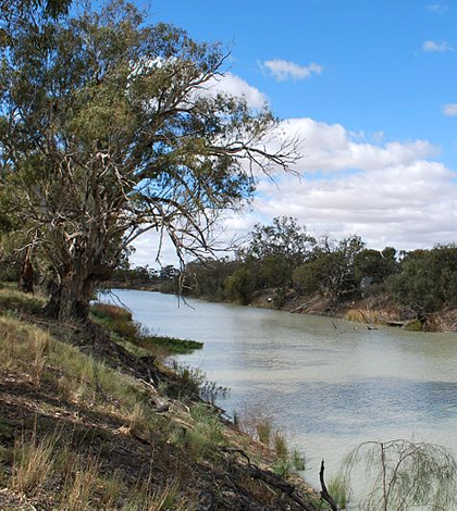 Darling River in New South Wales. (Credit: Mattinbgn, via Wikimedia Commons/CC BY 3.0)