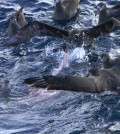 genetic testing Albatrosses compete for scraps of the killed whale. (Credit: Paula Olson)