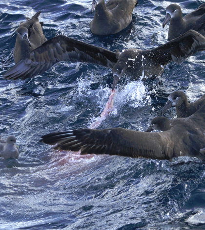genetic testing Albatrosses compete for scraps of the killed whale. (Credit: Paula Olson)