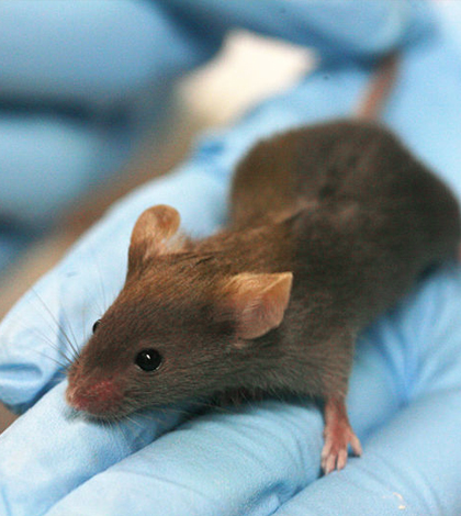 Laboratory mouse. (Credit: Rama, via Wikimedia Commons/CC BY-SA 2.0 France)
