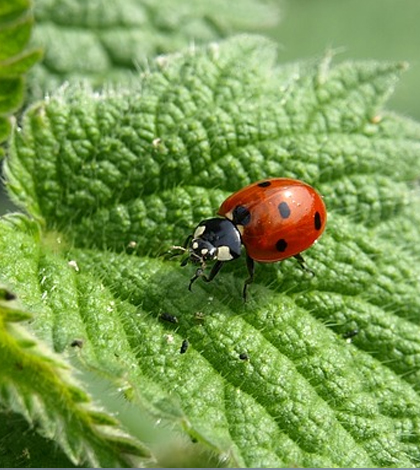 Environmental Monitor | Wasps turn ladybugs into zombie nannies Environmental Monitor | Wasps turn ladybugs into zombie nannies