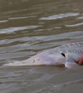 Study looks in to the decline of Missouri River pallid sturgeon. (Credit: Chris Guy / USGS)