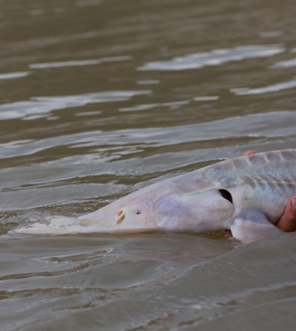Study looks in to the decline of Missouri River pallid sturgeon. (Credit: Chris Guy / USGS)