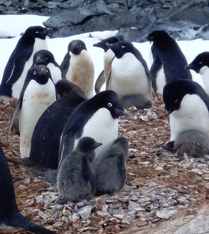 penguin populations / Researchers at University of Delaware are studying adélie penguins in Antarctica. (Credit: University of Delaware)