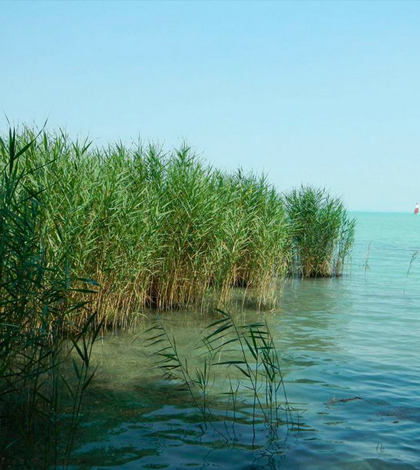 Reeds around Lake Balaton in Hungary. (Credit: University of Leicester)