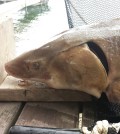 A lake sturgeon is measured after being tagged with an acoustic transmitter, and then released back into the Niagara River. (Credit: Erik Bruestle)