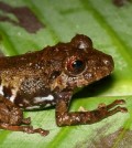 Pristimantis cruentus, one of the study species. (Credit: Mason Ryan)