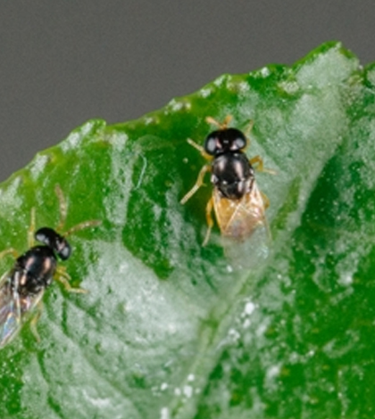 Wasps like these are being used to fight the spread of citrus disease. (Credit: Mike Lewis)