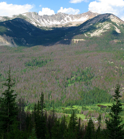 Extensive bark beetle damage in Rocky Mountain National Park. (Credit: Tim Wilson/CC BY 2.0)