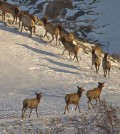 yellowstone elk Elk migrations simultaneously shape and are shaped by the greater Yellowstone ecosystem. (Credit: Jonny Armstrong / University of Wyoming)