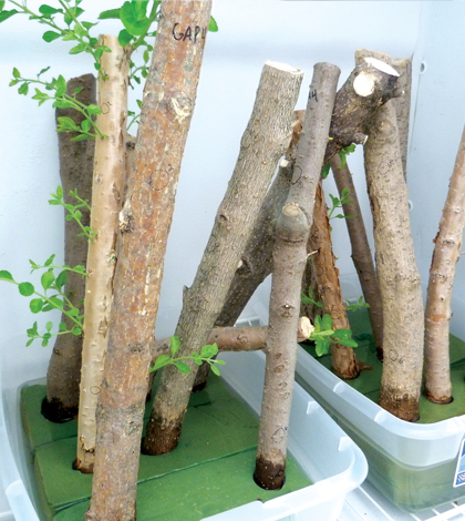 Tree samples sit in an incubator in Cipollini’s lab. (Credit: Daniel Kelly)