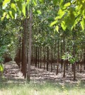 This acacia timber plantation in Colombia may be defined as a forest by satellite data. (Credit: Rhett A. Butler)